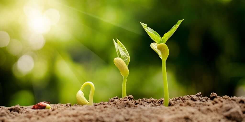 germinating-seeds-in-soil-Maximize U